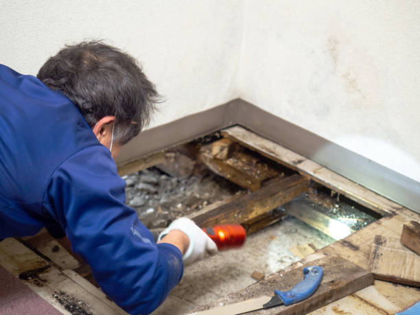 Trusted Sheridan, CO Mold Removal Experts