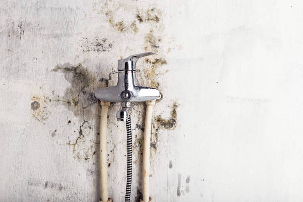 Best Professional Mold Removal  in Sheridan, CO