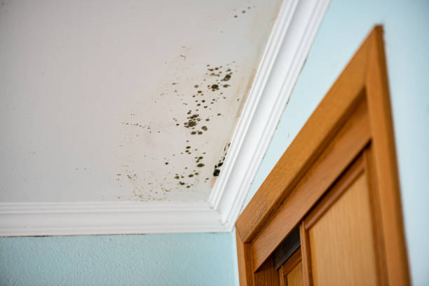 Best Local Mold Removal Service  in Sheridan, CO