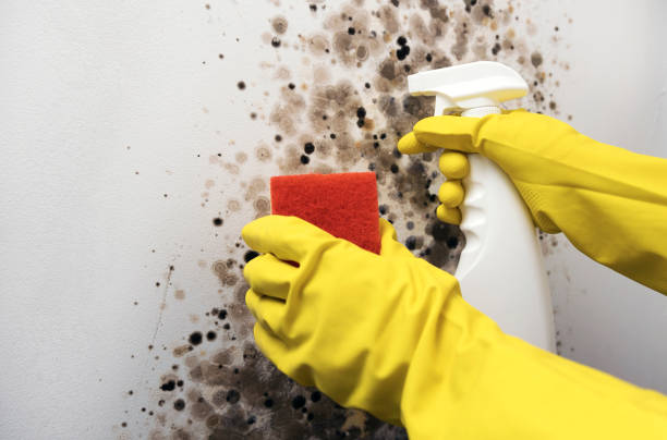 Best Certified Mold Removal  in Sheridan, CO