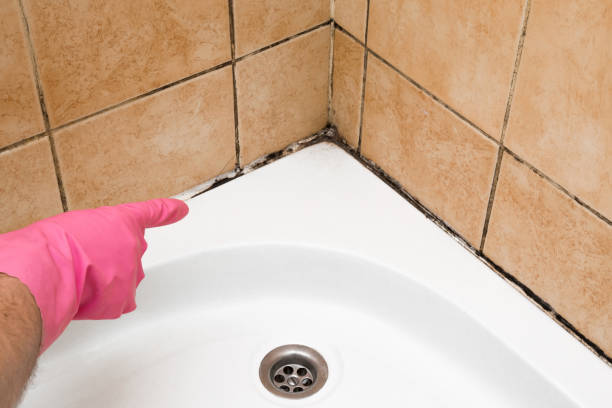 Mold Removal Process in Sheridan, CO